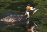 Vogel-Haubentaucher-20140706-148.jpg