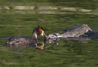 Dateiname=Vogel-Haubentaucher-20140706-151.jpg
Dateigröße=150KB
Abmessungen: 880x601
hinzugefügt am: 06. Januar 2016 Vogel-Haubentaucher-20140706-151.jpg
