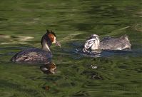 Dateiname=Vogel-Haubentaucher-20140706-152.jpg
Dateigröße=154KB
Abmessungen: 880x601
hinzugefügt am: 06. Januar 2016 Vogel-Haubentaucher-20140706-152.jpg