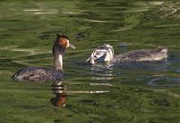 Vogel-Haubentaucher-20140706-153.jpg