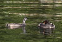 Vogel-Haubentaucher-20140706-154.jpg