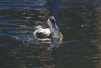 Vogel-Haubentaucher-20141005-024.jpg