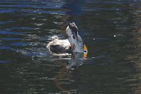 Vogel-Haubentaucher-20141005-04.jpg