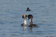 Vogel-Haubentaucher-20150704-203.jpg