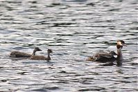 Vogel-Haubentaucher-20150715-050.jpg