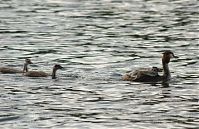 Vogel-Haubentaucher-20150715-051.jpg