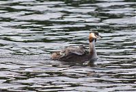 Vogel-Haubentaucher-20150715-052.jpg