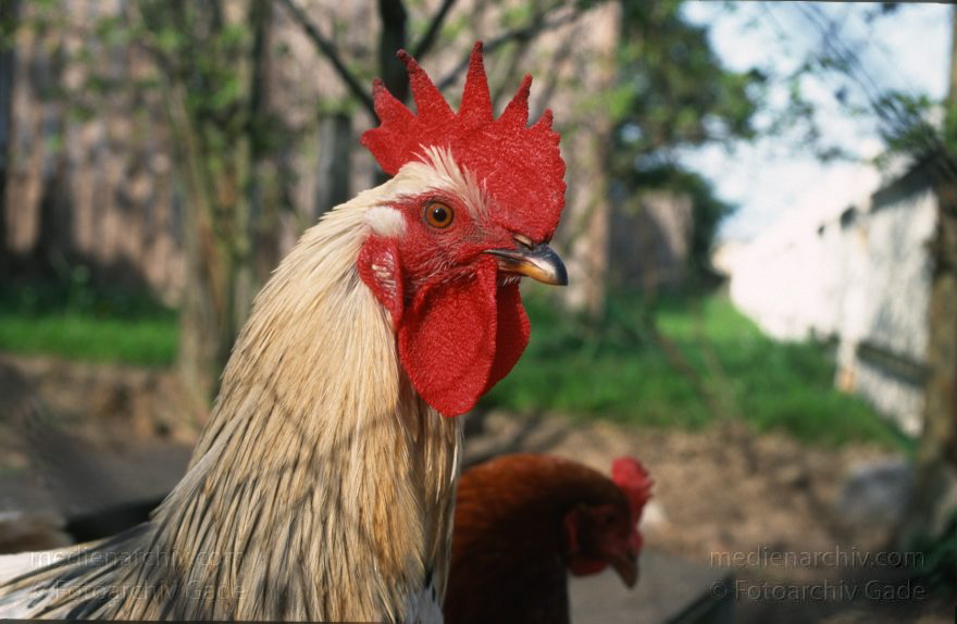 Hühner. Hahn. Huhn. Mecklenburg-Vorpommern. Feldberger Seenlandschaft. Carwitz. Vogel. Vögel.
Mai 1997. Mecklenburg-Vorpommern. Feldberger Seenlandschaft. Carwitz. Fauna. Tiere. Vogel. Vögel. Hühner. Hahn. Huhn. Federvieh.
Schlüsselwörter: birds;Carwitz;Fauna;Feldberger Seenlandschaft;Hahn;Huhn;Hühner;Mecklenburg-Vorpommern;Tiere;Vogel;Vögel;1997