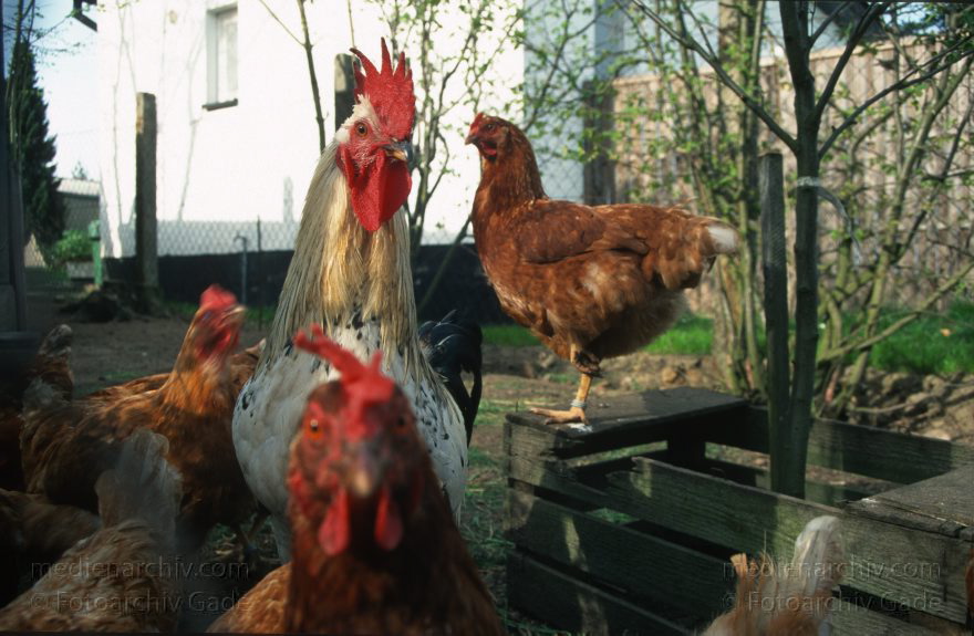 Hühner. Hahn. Huhn. Mecklenburg-Vorpommern. Feldberger Seenlandschaft. Carwitz. Vogel. Vögel.
Mai 1997. Mecklenburg-Vorpommern. Feldberger Seenlandschaft. Carwitz. Fauna. Tiere. Vogel. Vögel. Hühner. Hahn. Huhn. Federvieh.
Schlüsselwörter: birds;Carwitz;Fauna;Feldberger Seenlandschaft;Hahn;Huhn;Hühner;Mecklenburg-Vorpommern;Tiere;Vogel;Vögel;1997