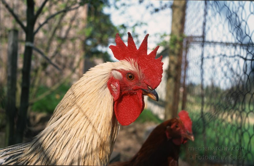 Hühner. Hahn. Huhn. Mecklenburg-Vorpommern. Feldberger Seenlandschaft. Carwitz. Vogel. Vögel.
Mai 1997. Mecklenburg-Vorpommern. Feldberger Seenlandschaft. Carwitz. Fauna. Tiere. Vogel. Vögel. Hühner. Hahn. Huhn. Federvieh.
Schlüsselwörter: birds;Carwitz;Fauna;Feldberger Seenlandschaft;Hahn;Huhn;Hühner;Mecklenburg-Vorpommern;Tiere;Vogel;Vögel;1997