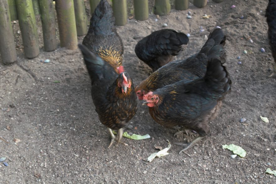 Mecklenburg-Vorpommern. Carwitz. Hühner im Hof der Bartels. Huhn. Federvieh.
14. 8. 2006. Mecklenburg-Vorpommern. Carwitz. Hühner im Hof der Bartels. Huhn. Federvieh.
Schlüsselwörter: Carwitz;Fauna;Federvieh;Huhn;Hühner;Mecklenburg-Vorpommern;Tiere;Vogel;Vögel;birds