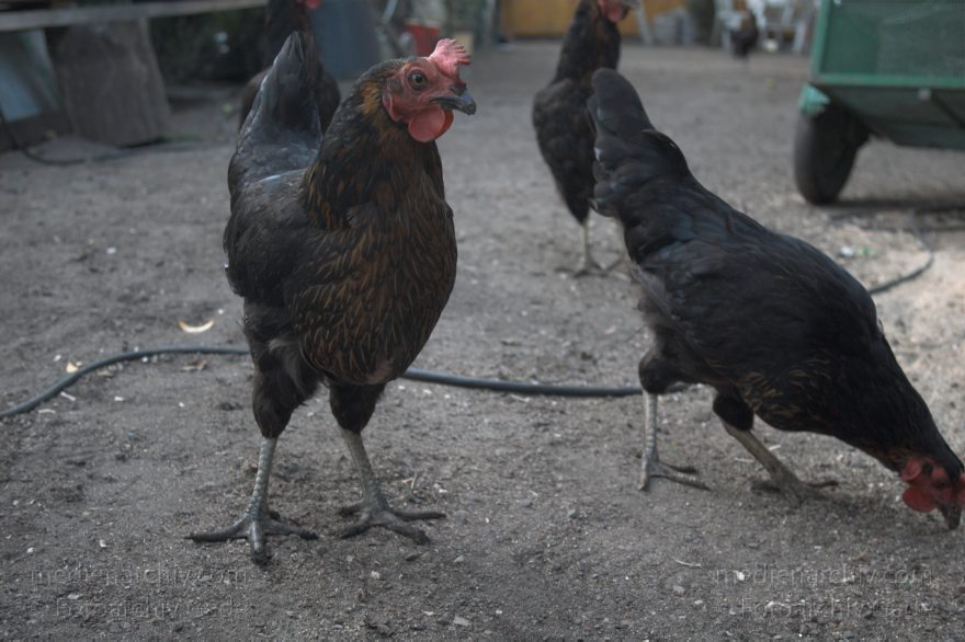 Mecklenburg-Vorpommern. Carwitz. Hühner im Hof der Bartels. Huhn. Federvieh.
19. 8. 2006. Mecklenburg-Vorpommern. Carwitz. Hühner im Hof der Bartels. Huhn. Federvieh.
Schlüsselwörter: Carwitz;Fauna;Federvieh;Huhn;Hühner;Mecklenburg-Vorpommern;Tiere;Vogel;Vögel;birds