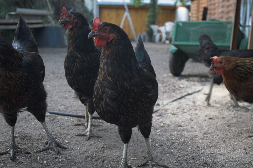 Mecklenburg-Vorpommern. Carwitz. Hühner im Hof der Bartels. Huhn. Federvieh.
19. 8. 2006. Mecklenburg-Vorpommern. Carwitz. Hühner im Hof der Bartels. Huhn. Federvieh.
Schlüsselwörter: Carwitz;Fauna;Federvieh;Huhn;Hühner;Mecklenburg-Vorpommern;Tiere;Vogel;Vögel;birds