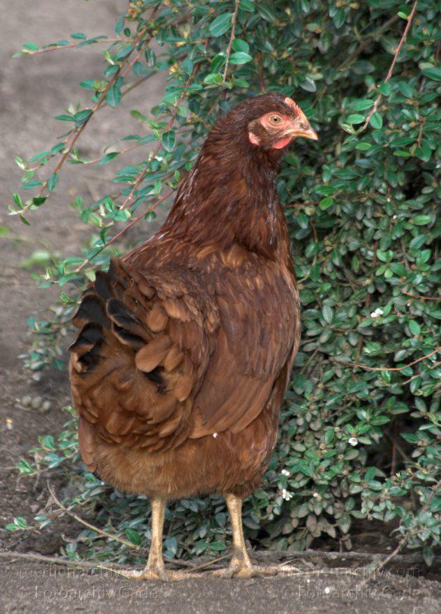 Mecklenburg-Vorpommern. Feldberger Seenlandschaft. Carwitz. Huhn. Vogel
2009. Mecklenburg-Vorpommern. Feldberger Seenlandschaft. Carwitz. Fauna. Tiere. Vogel. Vögel. Huhn.
Schlüsselwörter: birds;Carwitz;Fauna;Feldberger-Seenlandschaft;Huhn;Mecklenburg-Vorpommern;Tiere;Vogel;Vögel;2009