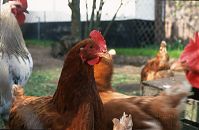Vogel-Huhn-199705-10.jpg