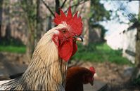 Vogel-Huhn-199705-11.jpg