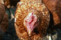 Vogel-Huhn-199705-12.jpg