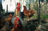 Vogel-Huhn-199705-13.jpg