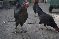 Dateiname=Vogel-Huhn-20060819-13.jpg
Dateigröße=174KB
Abmessungen: 880x586
hinzugefügt am: 06. Januar 2016 Vogel-Huhn-20060819-13.jpg
