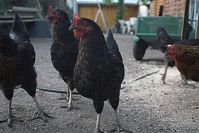 Dateiname=Vogel-Huhn-20060819-14.jpg
Dateigröße=178KB
Abmessungen: 880x586
hinzugefügt am: 06. Januar 2016 Vogel-Huhn-20060819-14.jpg