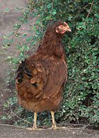 Vogel-Huhn-20090608-057.jpg