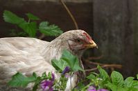 Vogel-Huhn-20110704-65.jpg