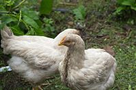 Vogel-Huhn-20110704-66.jpg