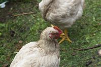 Vogel-Huhn-20110704-67.jpg