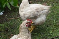 Dateiname=Vogel-Huhn-20110704-68.jpg
Dateigröße=161KB
Abmessungen: 880x584
hinzugefügt am: 06. Januar 2016 Vogel-Huhn-20110704-68.jpg