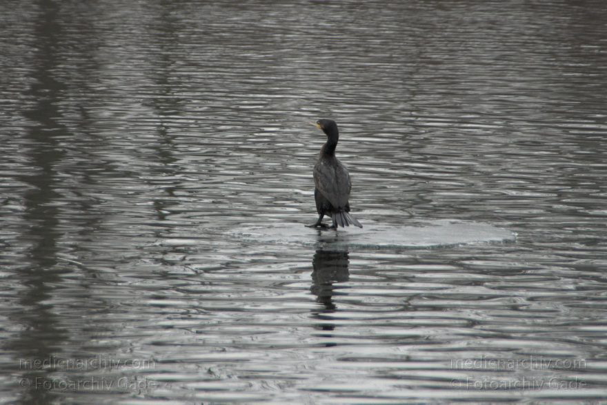 Berlin. Mitte. Wedding. Kormoran auf einer Eisscholle.
25. 1. 2009. Berlin. Mitte. Wedding. Nordhafen. Fauna. Tiere. Vogel. Vögel. Kormoran auf einer Eisscholle. Winter.
Schlüsselwörter: Berlin;birds;Eisscholle;Fauna;Kormoran;Tiere;Vogel;Vögel;2009;Winter