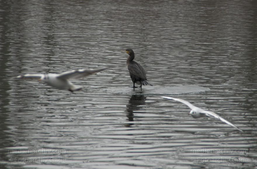 Berlin. Mitte. Wedding. Kormoran auf einer Eisscholle.
25. 1. 2009. Berlin. Mitte. Wedding. Nordhafen. Fauna. Tiere. Vogel. Vögel. Kormoran auf einer Eisscholle. Winter. Möwen
Schlüsselwörter: Berlin;birds;Eisscholle;Fauna;Kormoran;Tiere;Vogel;Vögel;2009;Winter