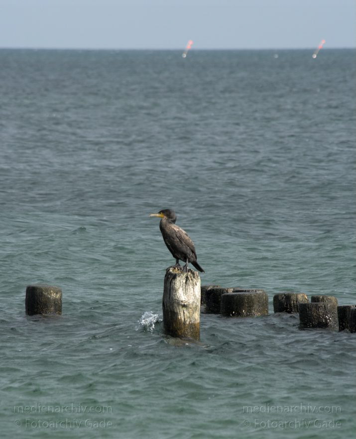 Rügen. Strand und Ostsee bei Glowe. Kormorane. Ostsee
26. 9. 2009. Mecklenburg-Vorpommern. Insel Rügen. Strand und Ostsee bei Glowe. Kormorane auf Holzpfählen. Meer. Fauna. Tiere. Vogel. Vögel
Schlüsselwörter: birds;Fauna;Glowe;Insel;Kormoran;Mecklenburg-Vorpommern;Meer;Ostsee;Rügen;Strand;Vogel;Vögel;2009