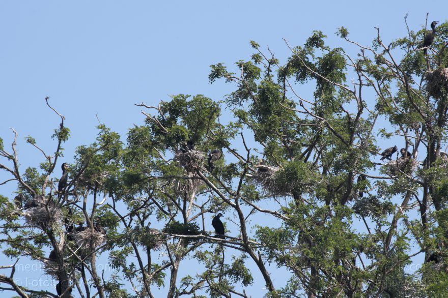 Berlin. Vogel. Kormoran (Phalacrocorax carbo) Familie: Kormorane (Phalacrocoracidae)
4. 6. 2011. Berlin. Spandau. Kladow. Kormorankolonie in der Havel. Fauna Tiere Vogel Vögel. Kormoran (Phalacrocorax carbo) Familie: Kormorane (Phalacrocoracidae)
Schlüsselwörter: Berlin;birds;Fauna;Havel;Kladow;Kormorane;Phalacrocoracidae;Phalacrocorax carbo;Tiere;Vogel;Vögel;Wannsee;2011