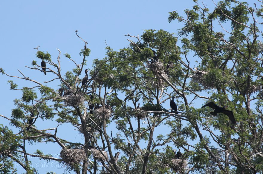 Berlin. Vogel. Kormoran (Phalacrocorax carbo) Familie: Kormorane (Phalacrocoracidae)
4. 6. 2011. Berlin. Spandau. Kladow. Kormorankolonie in der Havel. Fauna Tiere Vogel Vögel. Kormoran (Phalacrocorax carbo) Familie: Kormorane (Phalacrocoracidae)
Schlüsselwörter: Berlin;birds;Fauna;Havel;Kladow;Kormorane;Phalacrocoracidae;Phalacrocorax carbo;Tiere;Vogel;Vögel;Wannsee;2011