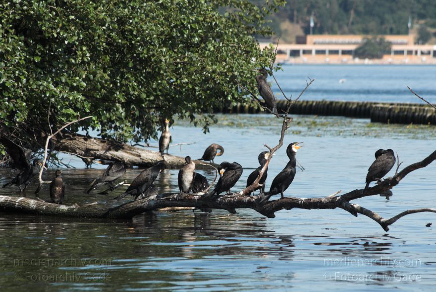 Berlin. Spandau. Kladow. Kormorankolonie auf der Insel Imchen.
27. 6. 2011. Berlin. Spandau. Kladow. An der Havel. , Fauna Tiere. Vogel. Vv?gel. Kormorankolonie auf der Insel Imchen. Kormorane (Phalacrocorax). Gattung Ruderfvºvüer (Pelecaniformes). Familie: Kormorane (Phalacrocoracidae)
Schlüsselwörter: Berlin;birds;Fauna;Havel;Imchen;Kladow;Kormorane;Kormorankolonie;Phalacrocoracidae;Phalacrocorax;Spandau;Tiere;Vogel;Vv?gel;2011