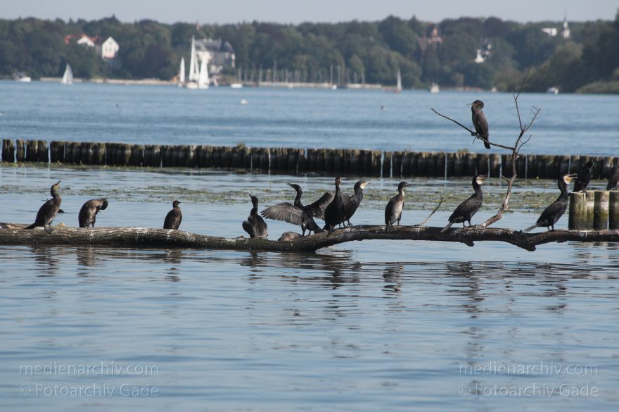 Berlin. Spandau. Kladow. Kormorankolonie auf der Insel Imchen.
27. 6. 2011. Berlin. Spandau. Kladow. An der Havel. , Fauna Tiere. Vogel. Vögel. Kormorankolonie auf der Insel Imchen. Kormorane (Phalacrocorax). Gattung Ruderfüßer (Pelecaniformes). Familie: Kormorane (Phalacrocoracidae)
Schlüsselwörter: Berlin;birds;Fauna;Havel;Imchen;Kladow;Kormorane;Kormorankolonie;Phalacrocoracidae;Phalacrocorax;Spandau;Tiere;Vogel;Vögel;2011