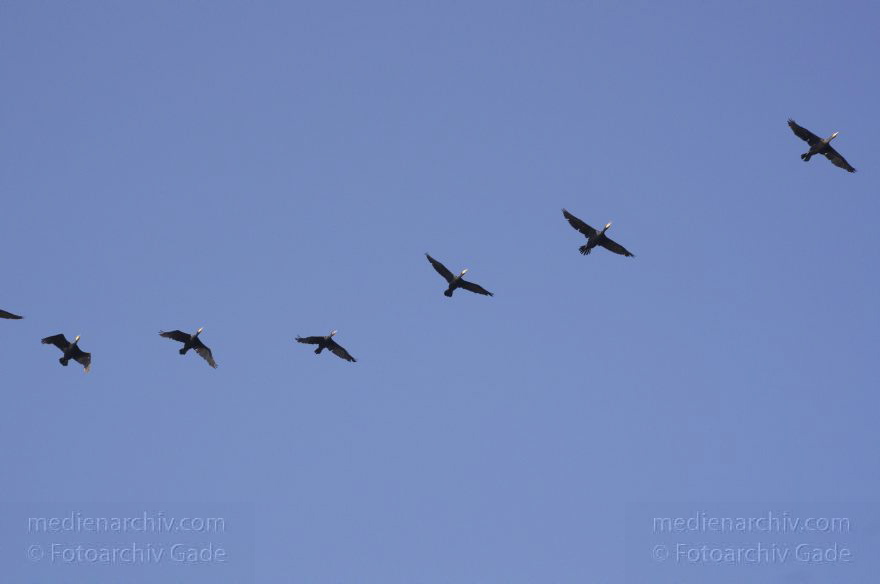Berlin. Havel. Vogel. Schwarm Kormorane beim Flug
25. 9. 2011. 2011. Berlin. Havel. Fauna. Tiere. Vogel. Vögel. Schwarm Kormorane beim Flug. Phalacrocorax carbo. Familie: Kormorane (Phalacrocoracidae)
Schlüsselwörter: Berlin;birds;Fauna;Kormorane;Phalacrocorax carbo;Schwarm;Tiere;Vogel;Vögel;2011