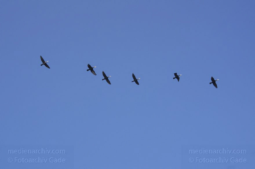 Berlin. Havel. Vogel. Schwarm Kormorane beim Flug
25. 9. 2011. 2011. Berlin. Havel. Fauna. Tiere. Vogel. Vögel. Schwarm Kormorane beim Flug. Phalacrocorax carbo. Familie: Kormorane (Phalacrocoracidae)
Schlüsselwörter: Berlin;birds;Fauna;Kormorane;Phalacrocorax carbo;Schwarm;Tiere;Vogel;Vögel;2011