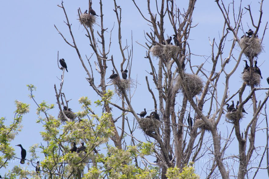 Vogel. Kormoran (Phalacrocorax carbo) Familie: Kormorane (Phalacrocoracidae) Nester
26. 5. 2012. Berlin. Spandau. Kladow. Kormorankolonie in der Havel. Nester. Fauna Tiere Vogel Vögel. Kormoran (Phalacrocorax carbo) Familie: Kormorane (Phalacrocoracidae)
Schlüsselwörter: Berlin;birds;Fauna;Havel;Kladow;Kormorane;Nester;Phalacrocoracidae;Phalacrocorax carbo;Tiere;Vogel;Vögel;2012