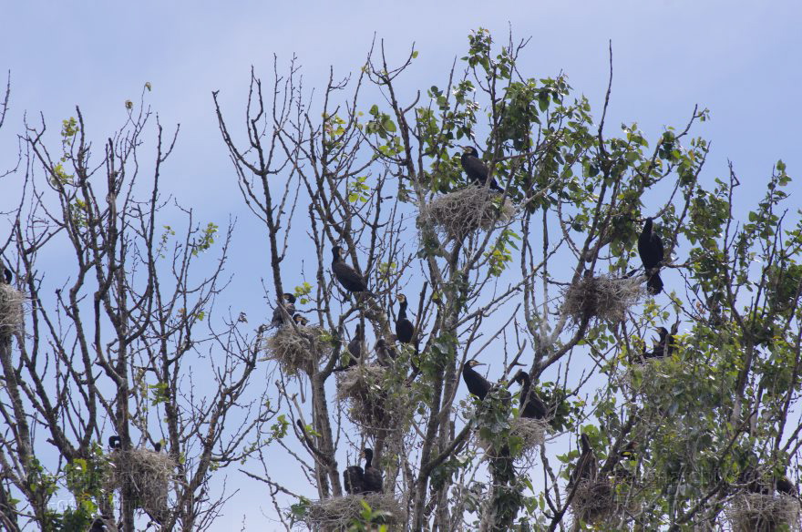 Vogel. Kormoran (Phalacrocorax carbo) Familie: Kormorane (Phalacrocoracidae) Nester
26. 5. 2012. Berlin. Spandau. Kladow. Kormorankolonie in der Havel. Nester. Fauna Tiere Vogel Vögel. Kormoran (Phalacrocorax carbo) Familie: Kormorane (Phalacrocoracidae)
Schlüsselwörter: Berlin;birds;Fauna;Havel;Kladow;Kormorane;Nester;Phalacrocoracidae;Phalacrocorax carbo;Tiere;Vogel;Vögel;2012