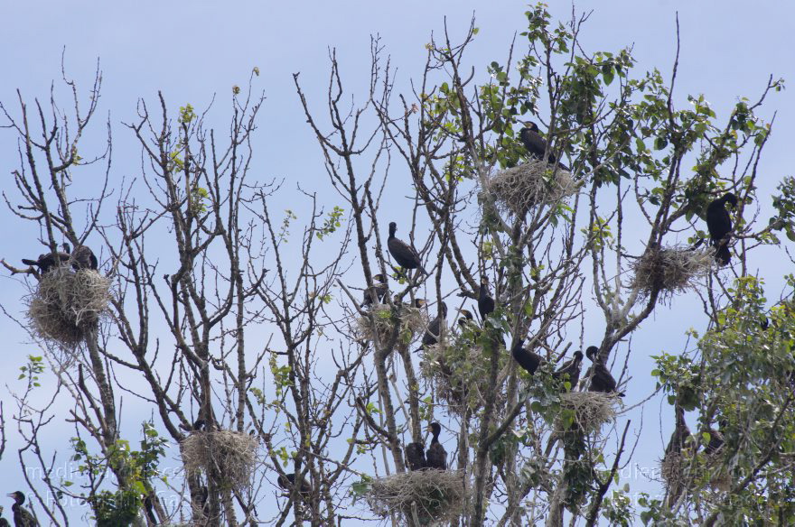 Vogel. Kormoran (Phalacrocorax carbo) Familie: Kormorane (Phalacrocoracidae) Nester
26. 5. 2012. Berlin. Spandau. Kladow. Kormorankolonie in der Havel. Nester. Fauna Tiere Vogel Vögel. Kormoran (Phalacrocorax carbo) Familie: Kormorane (Phalacrocoracidae)
Schlüsselwörter: Berlin;birds;Fauna;Havel;Kladow;Kormorane;Nester;Phalacrocoracidae;Phalacrocorax carbo;Tiere;Vogel;Vögel;2012