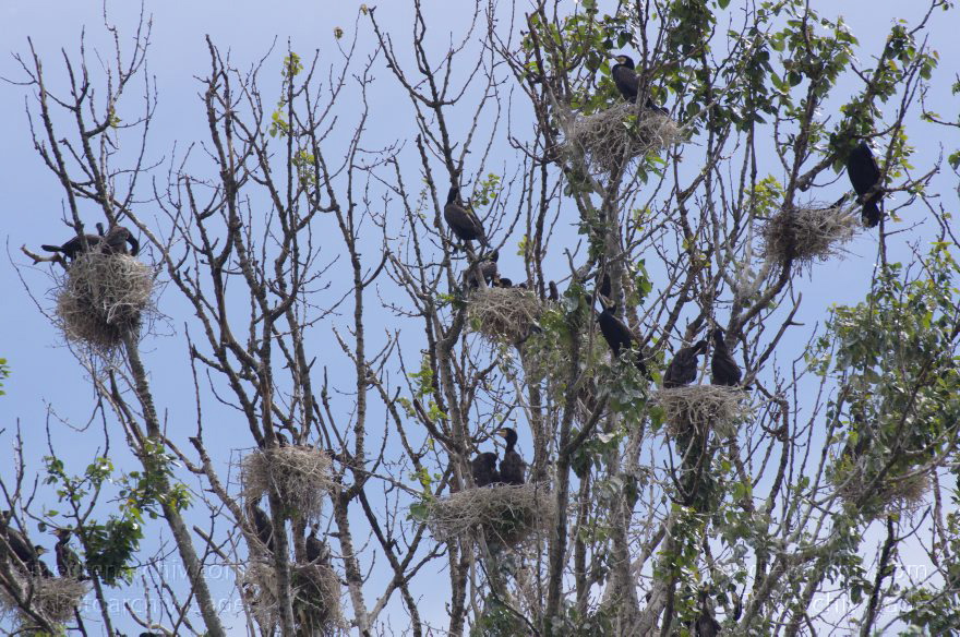 Vogel. Kormoran (Phalacrocorax carbo) Familie: Kormorane (Phalacrocoracidae) Nester
26. 5. 2012. Berlin. Spandau. Kladow. Kormorankolonie in der Havel. Nester. Fauna Tiere Vogel Vögel. Kormoran (Phalacrocorax carbo) Familie: Kormorane (Phalacrocoracidae)
Schlüsselwörter: Berlin;birds;Fauna;Havel;Kladow;Kormorane;Nester;Phalacrocoracidae;Phalacrocorax carbo;Tiere;Vogel;Vögel;2012