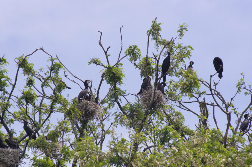 Vogel. Kormoran (Phalacrocorax carbo) Familie: Kormorane (Phalacrocoracidae) Nester
26. 5. 2012. Berlin. Spandau. Kladow. Kormorankolonie in der Havel. Nester. Fauna Tiere Vogel Vögel. Kormoran (Phalacrocorax carbo) Familie: Kormorane (Phalacrocoracidae)
Schlüsselwörter: Berlin;birds;Fauna;Havel;Kladow;Kormorane;Nester;Phalacrocoracidae;Phalacrocorax carbo;Tiere;Vogel;Vögel;2012