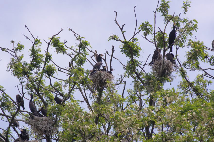 Vogel. Kormoran (Phalacrocorax carbo) Familie: Kormorane (Phalacrocoracidae) Nester
26. 5. 2012. Berlin. Spandau. Kladow. Kormorankolonie in der Havel. Nester. Fauna Tiere Vogel Vögel. Kormoran (Phalacrocorax carbo) Familie: Kormorane (Phalacrocoracidae)
Schlüsselwörter: Berlin;birds;Fauna;Havel;Kladow;Kormorane;Nester;Phalacrocoracidae;Phalacrocorax carbo;Tiere;Vogel;Vögel;2012