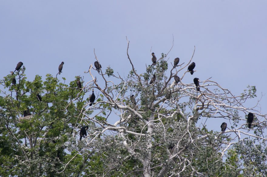 Vogel. Kormoran (Phalacrocorax carbo) Familie: Kormorane (Phalacrocoracidae)
26. 5. 2012. Berlin. Spandau. Kladow. Kormorankolonie in der Havel. Fauna Tiere Vogel Vögel. Kormoran (Phalacrocorax carbo) Familie: Kormorane (Phalacrocoracidae)
Schlüsselwörter: Berlin;birds;Fauna;Havel;Kladow;Kormorane;Phalacrocoracidae;Phalacrocorax carbo;Tiere;Vogel;Vögel;2012