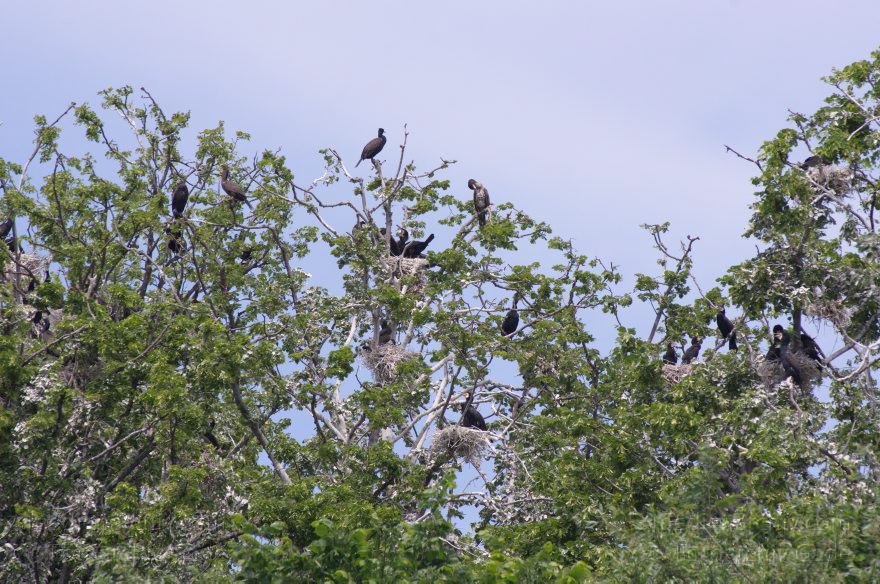 Vogel. Kormoran (Phalacrocorax carbo) Familie: Kormorane (Phalacrocoracidae)
26. 5. 2012. Berlin. Spandau. Kladow. Kormorankolonie in der Havel. Fauna Tiere Vogel Vögel. Kormoran (Phalacrocorax carbo) Familie: Kormorane (Phalacrocoracidae)
Schlüsselwörter: Berlin;birds;Fauna;Havel;Kladow;Kormorane;Phalacrocoracidae;Phalacrocorax carbo;Tiere;Vogel;Vögel;2012