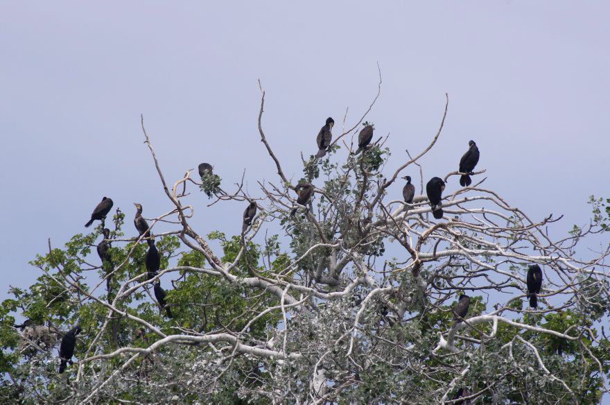 Vogel. Kormoran (Phalacrocorax carbo) Familie: Kormorane (Phalacrocoracidae)
26. 5. 2012. Berlin. Spandau. Kladow. Kormorankolonie in der Havel. Fauna Tiere Vogel Vögel. Kormoran (Phalacrocorax carbo) Familie: Kormorane (Phalacrocoracidae)
Schlüsselwörter: Berlin;birds;Fauna;Havel;Kladow;Kormorane;Phalacrocoracidae;Phalacrocorax carbo;Tiere;Vogel;Vögel;2012