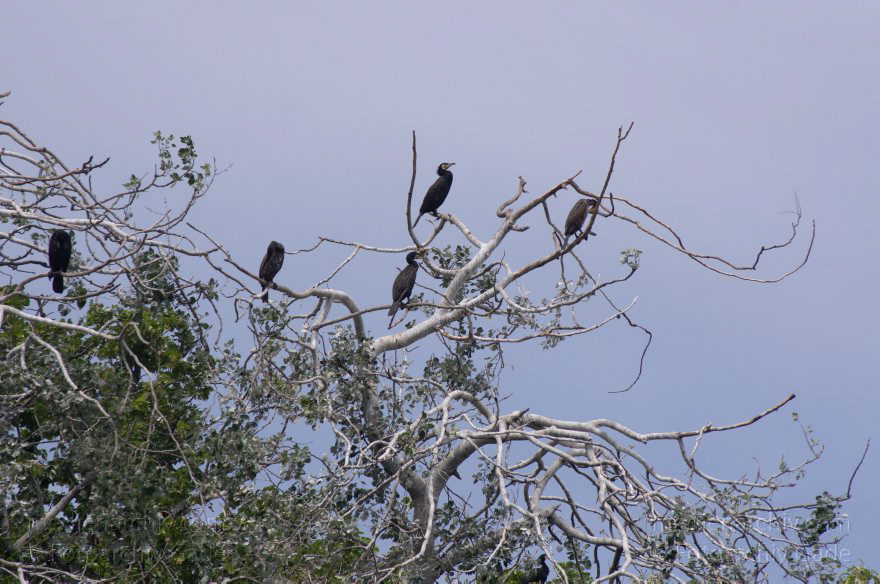 Vogel. Kormoran (Phalacrocorax carbo) Familie: Kormorane (Phalacrocoracidae)
26. 5. 2012. Berlin. Spandau. Kladow. Kormorankolonie in der Havel. Fauna Tiere Vogel Vögel. Kormoran (Phalacrocorax carbo) Familie: Kormorane (Phalacrocoracidae)
Schlüsselwörter: Berlin;birds;Fauna;Havel;Kladow;Kormorane;Phalacrocoracidae;Phalacrocorax carbo;Tiere;Vogel;Vögel;2012