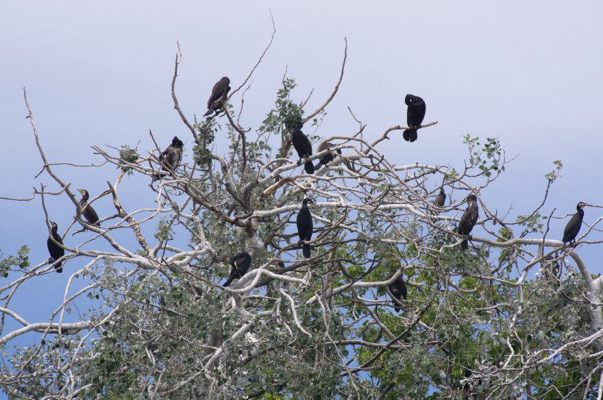 Vogel. Kormoran (Phalacrocorax carbo) Familie: Kormorane (Phalacrocoracidae)
26. 5. 2012. Berlin. Spandau. Kladow. Kormorankolonie in der Havel. Fauna Tiere Vogel Vögel. Kormoran (Phalacrocorax carbo) Familie: Kormorane (Phalacrocoracidae)
Schlüsselwörter: Berlin;birds;Fauna;Havel;Kladow;Kormorane;Phalacrocoracidae;Phalacrocorax carbo;Tiere;Vogel;Vögel;2012