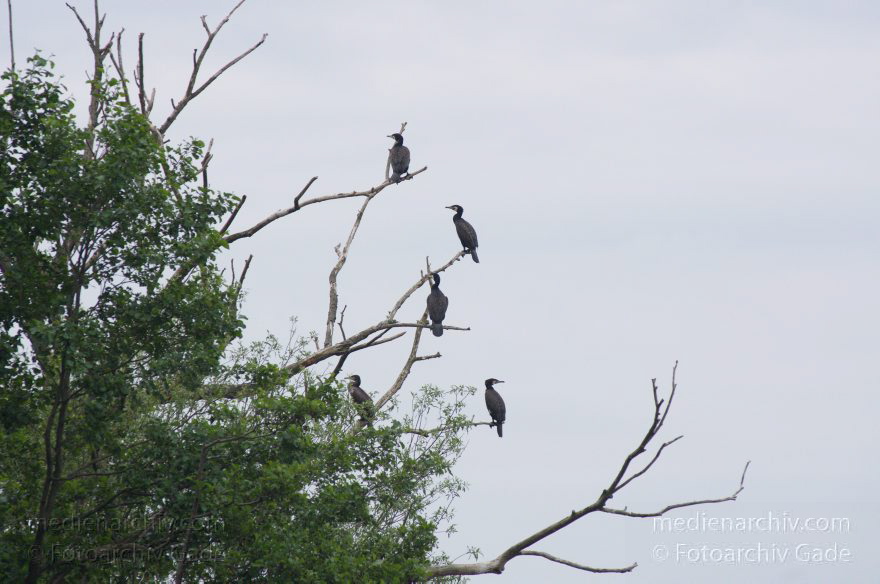 Brandenburg. Vogel. Kormoran (Phalacrocorax carbo) Familie: Kormorane (Phalacrocoracidae)
11. 6. 2012. Brandenburg. Nieder-Neuendorfer See. Vogel. Vögel.  Kormoran (Phalacrocorax carbo) Familie: Kormorane (Phalacrocoracidae)
Schlüsselwörter: birds;Brandenburg;Fauna;Kormorane;Phalacrocorax carbo;Tiere;Vogel;Vögel;2012
